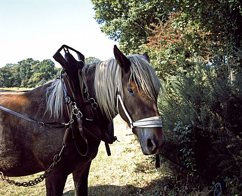 Exposition : « Un cheval » de Bruno Serralongue Exposition : « Un cheval » de Bruno Serralongue