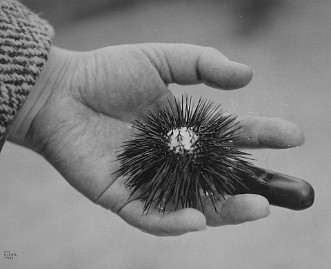 Exposition : « Eli Lotar (1905-1969) » au Jeu de Paume Exposition : « Eli Lotar (1905-1969) » au Jeu de Paume