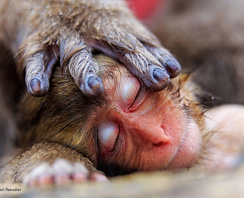 Greenpeace, l'espion et le bébé macaque