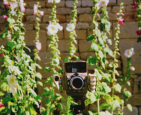Exposition : « Le Jardin photographique » de Jean Le Gac