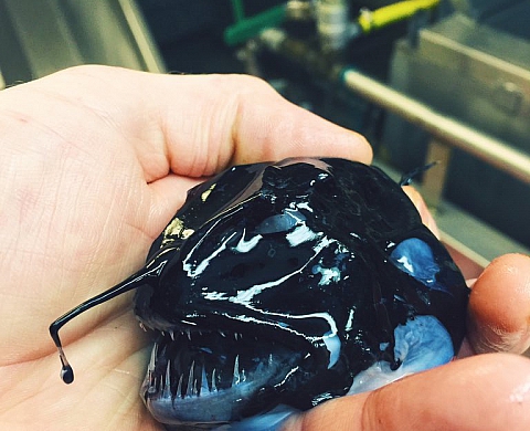 Les prises effrayantes d'un pêcheur russe font fureur sur Twitter