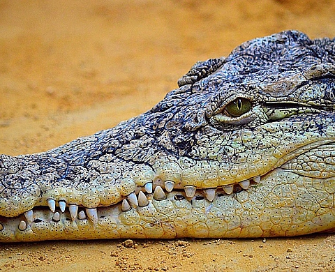 Le selfie d'une touriste française avec un crocodile tourne mal 
