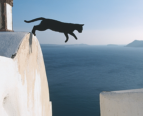 Les « Chats des îles » de Hans Silvester Les « Chats des îles » de Hans Silvester