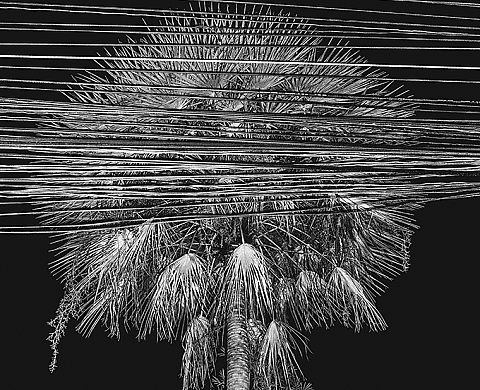 Exposition : « Farang » par Francesco Merlini Exposition : « Farang » par Francesco Merlini