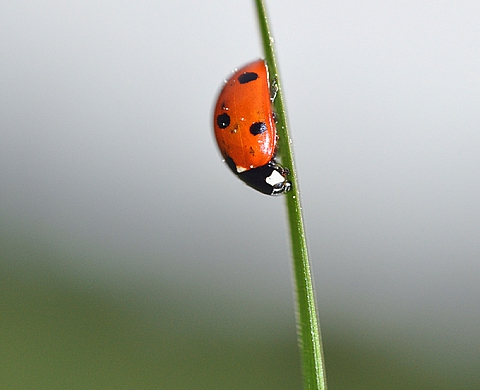 Exposition : « Blanc Manteau » au Parc de la Pépinière