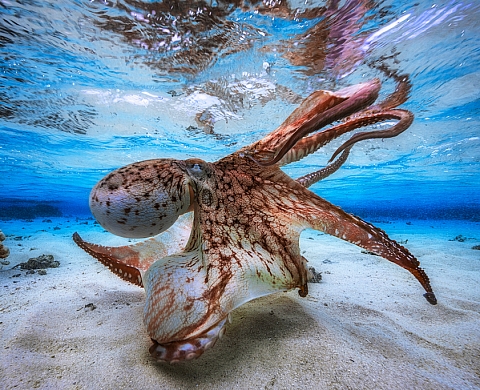 Tous les gagnants du Underwater Photo of the Year 2017