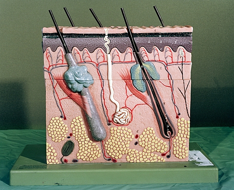 Exposition : « Making Memeries » de Lucas Blalock