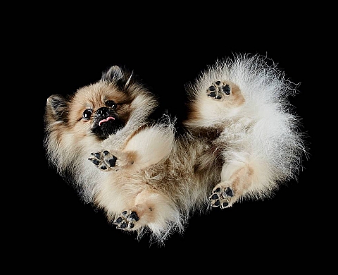 « Under-dogs » photographie les chiens vus d’en dessous