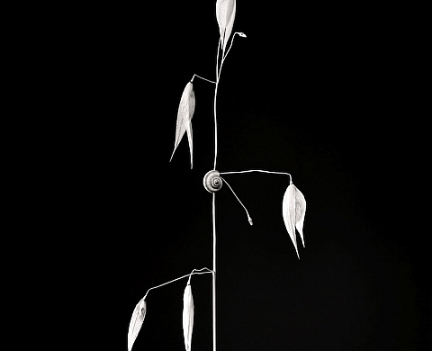 Exposition : « Photographies » de Denis Brihat