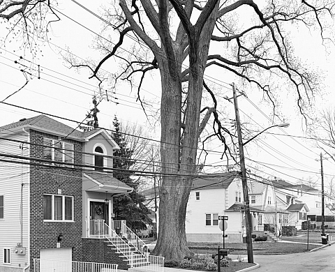 Les arbres de New York vus par Mitch Epstein