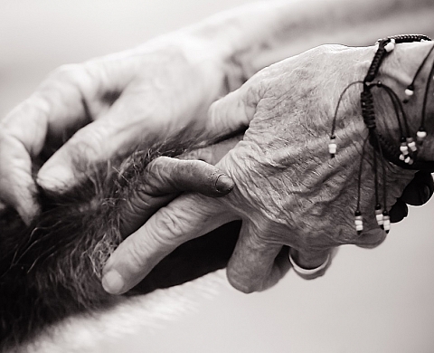 « Je suis un animal » « Je suis un animal »