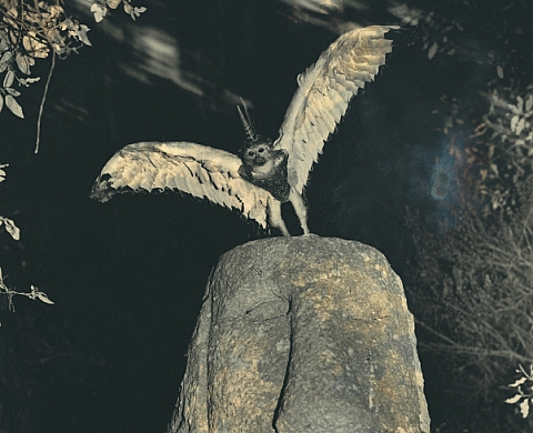 Joan Fontcuberta - Des monstres et des prodiges