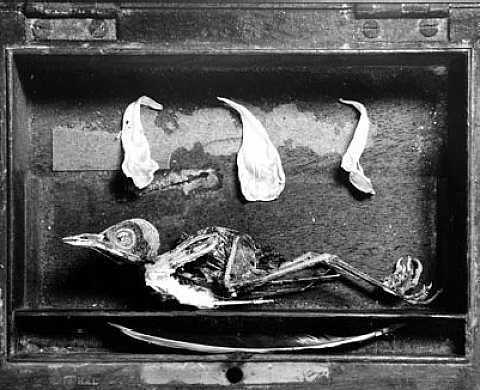 Michel Medinger - Ex-votographies