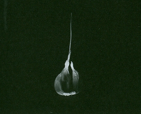 From (Different) Horizons of rockshelter