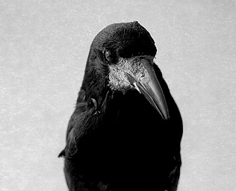Emmanuel Berry Les Oiseaux de Sens