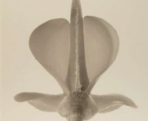 Denis Brihat  tableaux photographiques