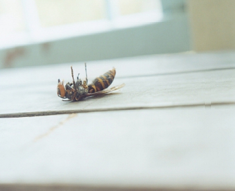 Rinko Kawauchi - Utatane