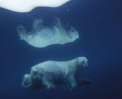 Paul Nicklen - National Geographic - Exploration des ecosystèmes polaires