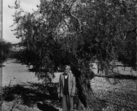 Alep Payram - Savonneries Alep Payram - Savonneries