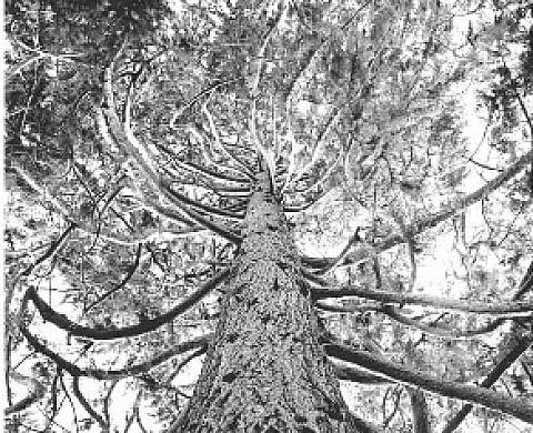L'Arbre et la Forêt