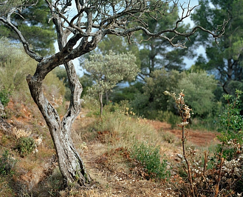 Jérôme Combe Provence