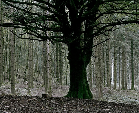 Alain Cornu et de Frances Dal Chele Les Signes de la Forêt
