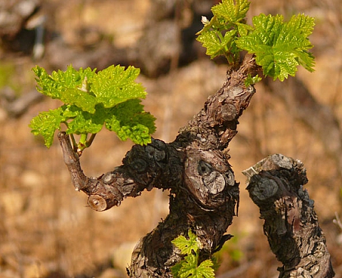 Alain Reynaud les monstres des vignes