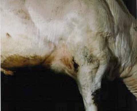 Antoine Petitprez : familiarités Photographies récentes (2002-2008)