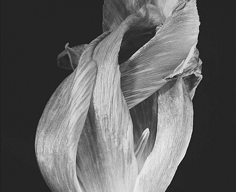 Toshio Shimamura : Esprits des fleurs