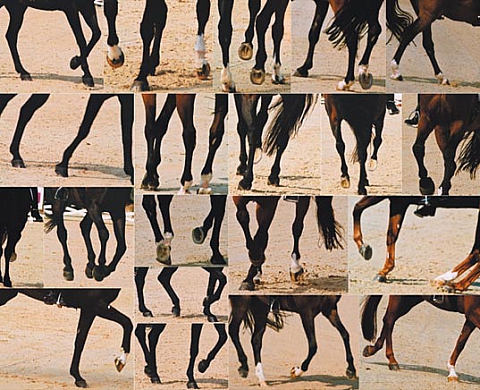 William Klein  Dressage