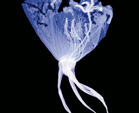 Stephen Sack flora magica créations photographiques