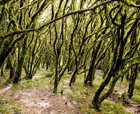Régine Rosenthal Biodiversite au Bresil