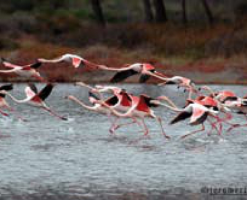 Jérôme Ricoul - Le flamant rose dans tous ses états