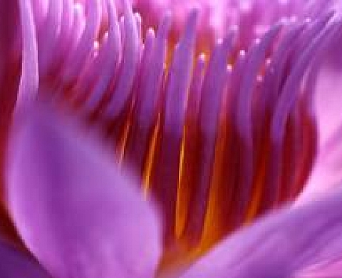 Itinérance Nature…
