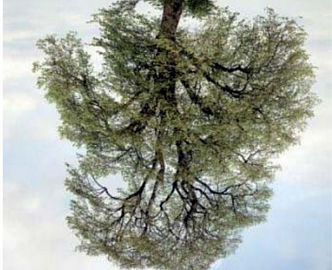 Rodney Graham - Série de photographies d'arbres inversés