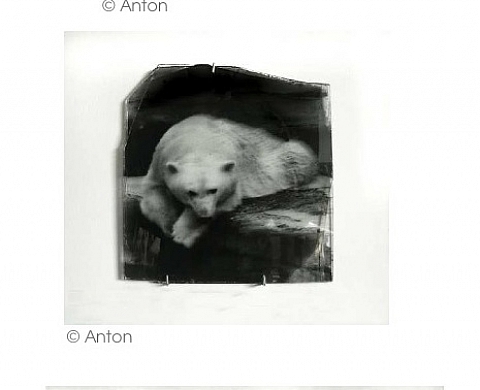 Anton - Bestiaire Anton - Bestiaire