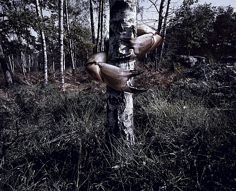 Franck Goldbronn - Bestiaire